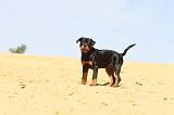 ROTTWEILER 082